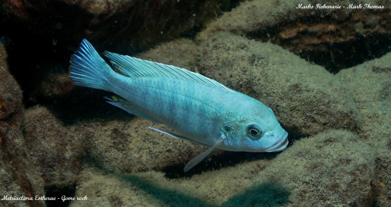 Maylandia estherae 'Gome Rock'